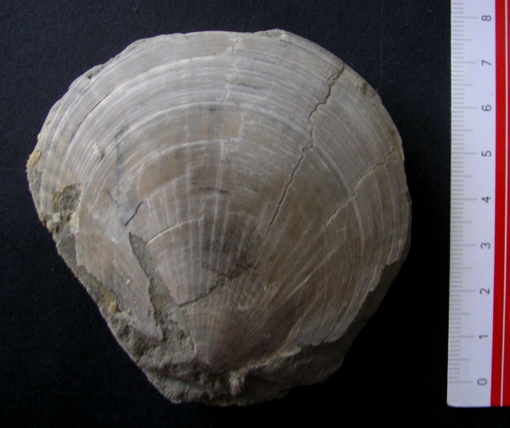 dal Pliocene laziale bivalve